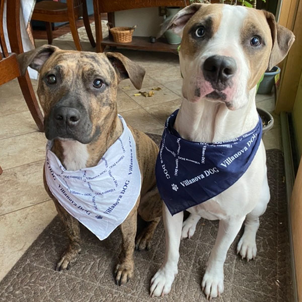 two dogs sit side by side wearing blue and white Villanova bandanas 
