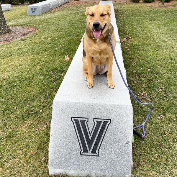 a dog with its eyes closed sits atop a concrete bench marked with a blue V