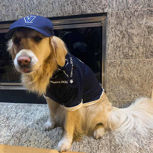 a golden dog wearing Villanova apparel sits in front of a fireplace
