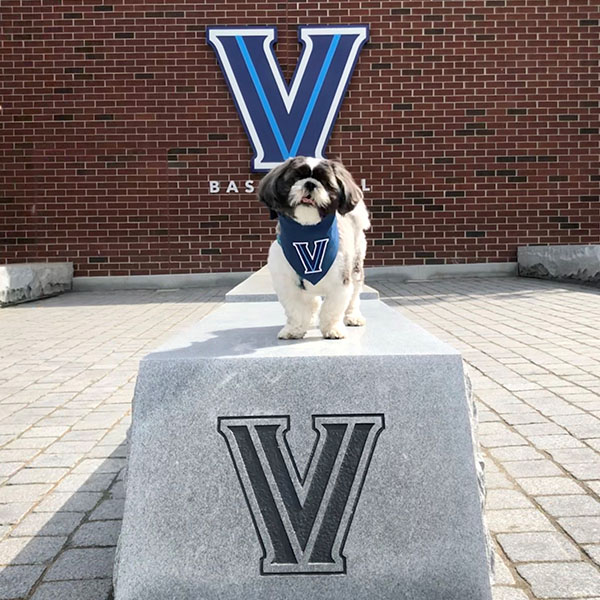 a small brown and white dog stands atop a concrete bench outside of Finneran Pavilion 