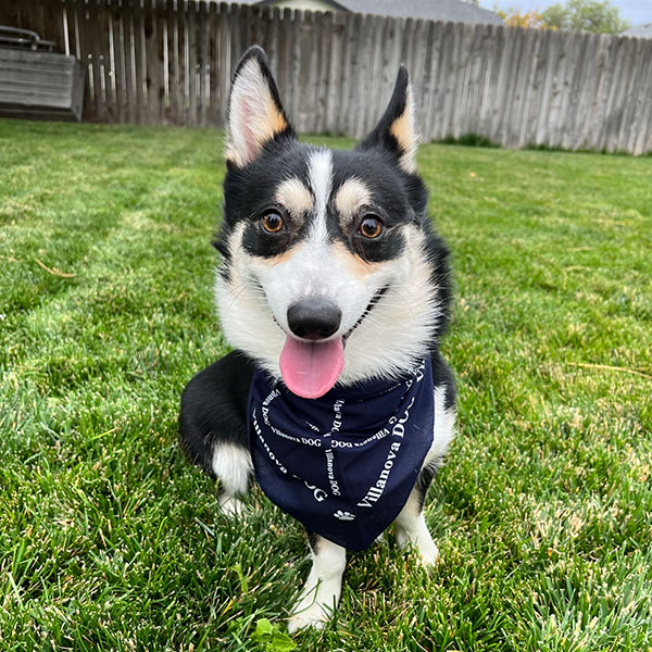 a happy little dog wearing a blue bandanna sits in the grass of a fenced yard