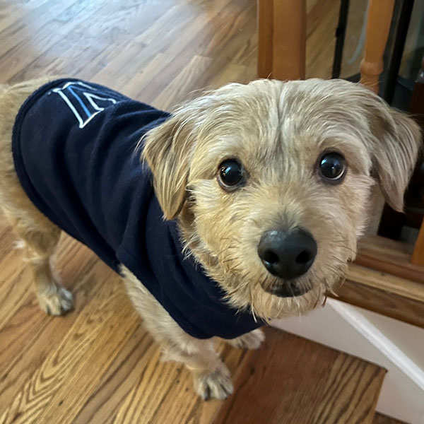 a small dog standing at the top of a wooden flight of stairs and wearing a blue Villanova fleece
