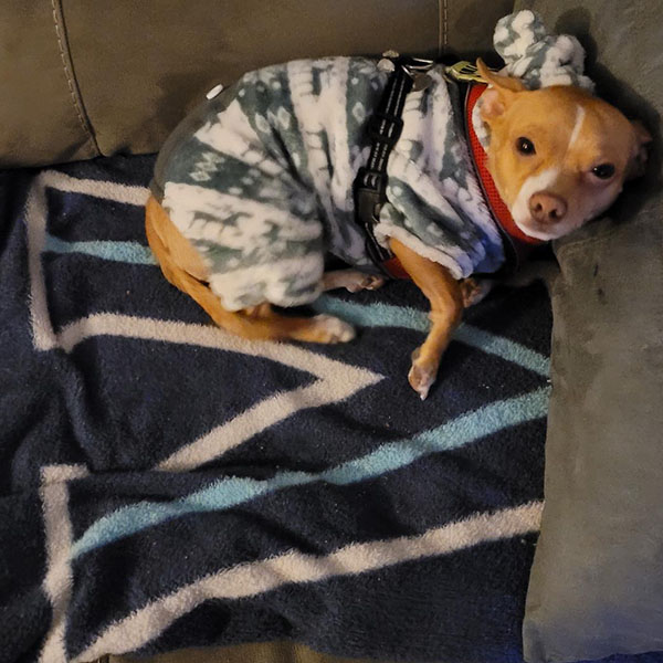 a chihuahua dressed in a hooded snuggie laying on a fluffy Villanova blanket with its head looking up