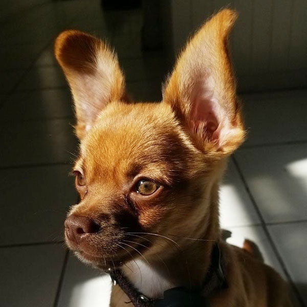 Small brown chihuahua with ears raised in sunlight