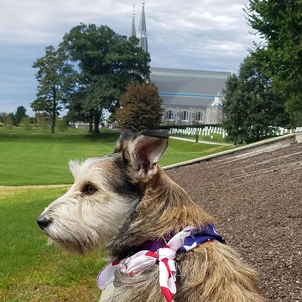 side view of a dog's head with St. Thomas of Villanova Church in the background