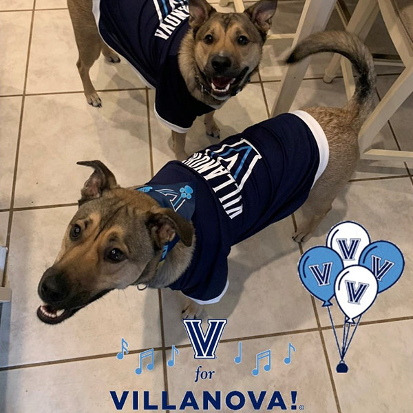 two dogs that are similar in appearance both wearing Villanova jerseys