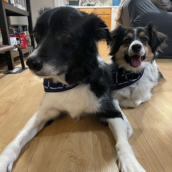 two black and white dogs wearing Villanova bandanas lay beside each other on a wooden floor