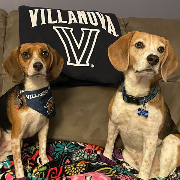 two beagles on a couch with a Villanova pillow between them