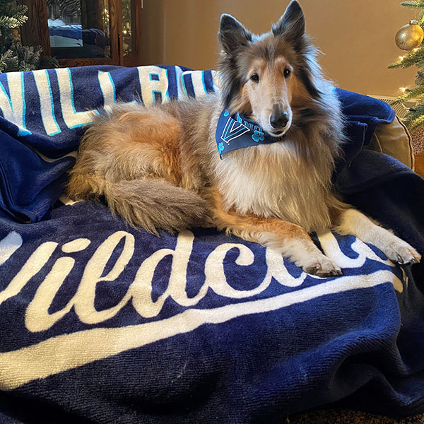 a collie wearing a Villanova bandanna lays on a fuzzy Villanova Wildcats blanket