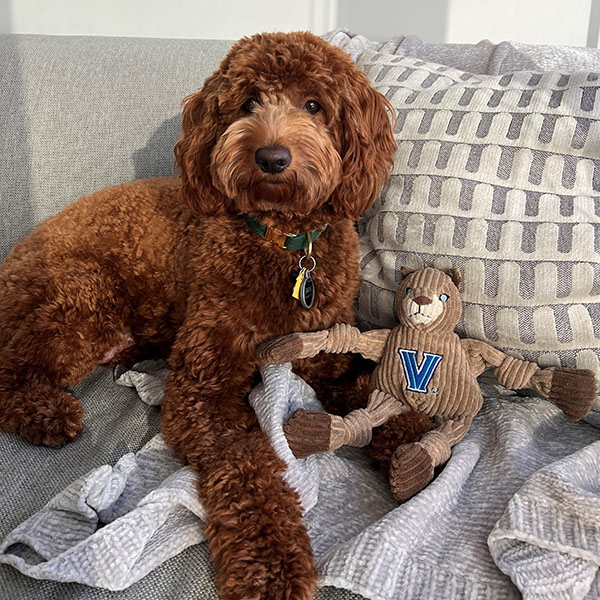 a chocolate curly haired dog sits next to a squeaky toy with a blue V on its chest