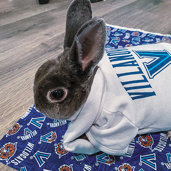 brown bunny wearing a white Villanova t-shirt sitting on a blue Villanova blanket