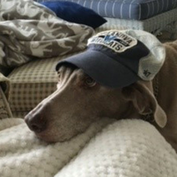 a gray dog wearing a Villanova Wildcats baseball cap rests its head on a white blanket