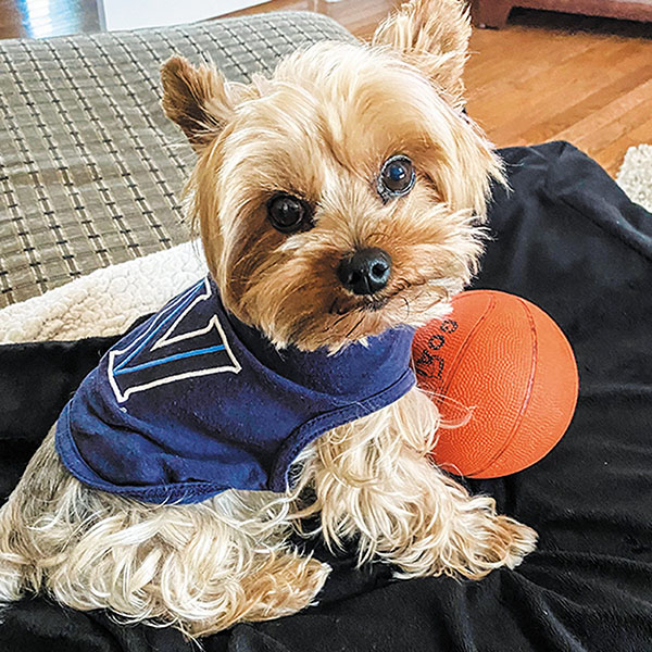 small dog wearing a Villanova "V" shirt and sitting with a mini basketball