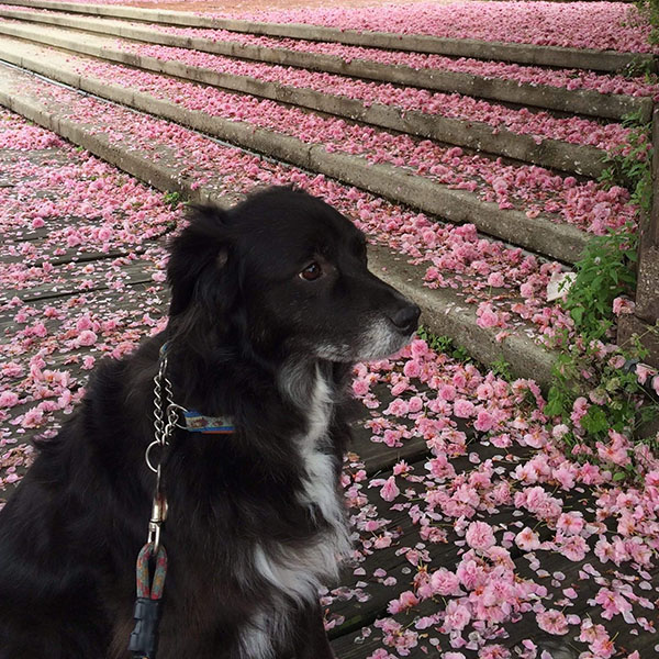 black dog on a leash sits on a ground full of fallen cherry blossom petals