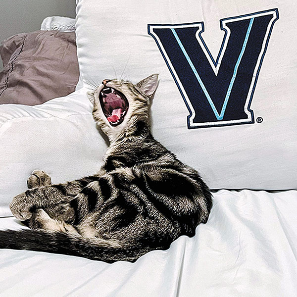 yawning grey cat laying on a white pillowcase adorned with a blue V