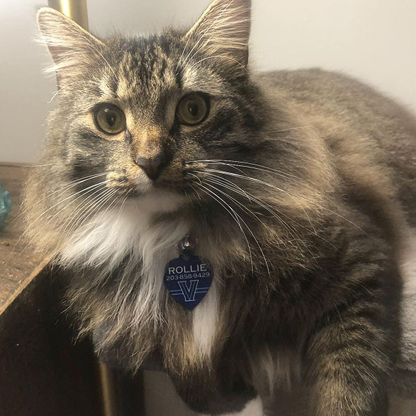 gray fluffy cat wears a Villanova pet tag with the name Rollie engraved on it