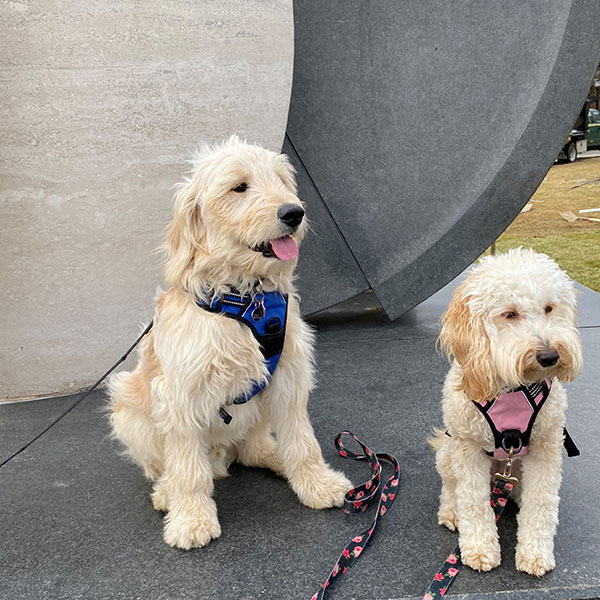 two golden furred dogs sitting in front of the Awakening sculpture on Villanova's campus