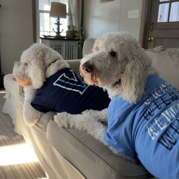 two giant white dogs wearing Villanova t-shirts lay on a couch